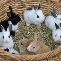 no fewer than seven bunnies in a wicker basket